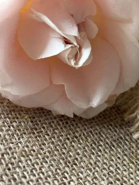 Beyaz arkaplanı olan güzel pembe bir gül