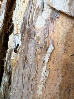 Ahşap desen arka plan, soyut ahşap tahtalar.