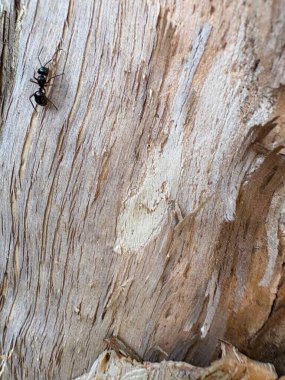 Siyah arkaplanı olan ağaç gövdesi
