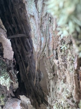 Ağaç Gövdesi deseni makro çekim