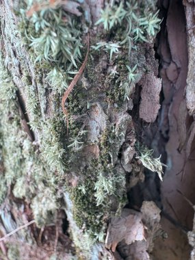 Bir ağaç kabuğunun yakın plan çekimi.