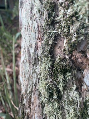 Bir ağaç kabuğuna yakın.