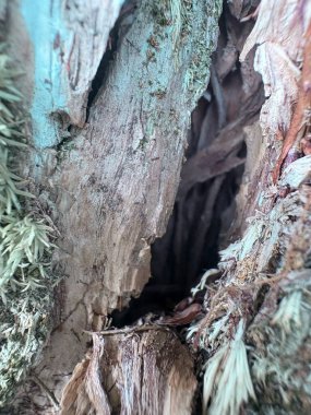 ormanda güzel yosun