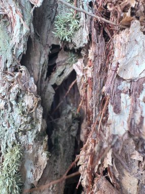 Bir ağaç gövdesini kapatın.