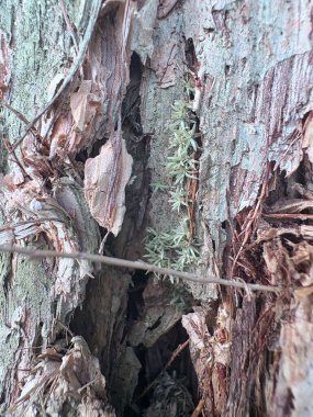 Bir ağaç gövdesinin yakın plan çekimi.