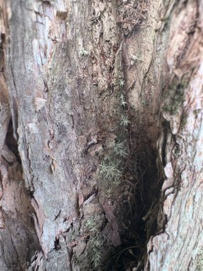 Bir ağaç gövdesini kapatın.