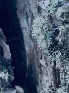 Ormanda yeşil yapraklar