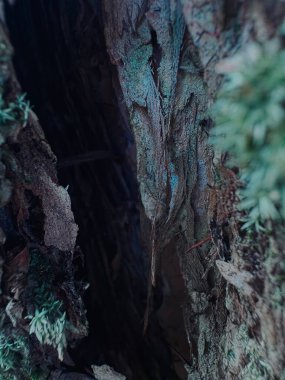 Ormanda yeşil yapraklar