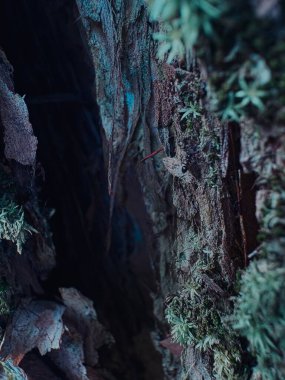 Ağaçta yeşil yosun