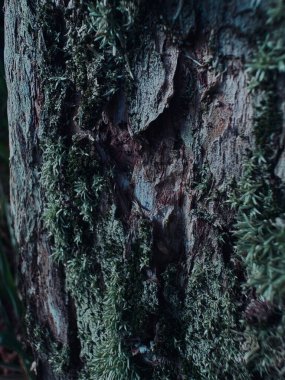 Ağaç kabuğunda yeşil yosun