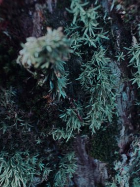 Ağaçtaki yeşil yosun