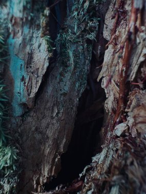 Doğanın güzel manzarası