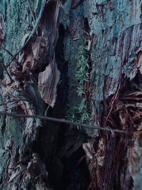 Yeşil yosunlu ağaç gövdesinin dikey görüntüsü.