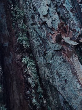 Bir ağaç kabuğuna yakın.