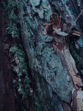 Bir ağaç gövdesini kapatın.