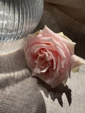 Beyaz arka planda pembe gül