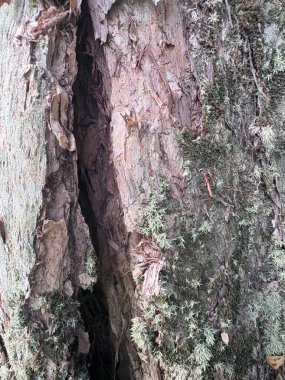 Yosun tutmuş eski ağaç gövdesi