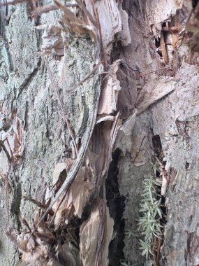 ağaç kabuğu dokusu, soyut arkaplan