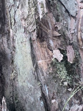 Ağaç gövdesi arkaplan çekimi