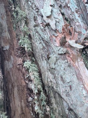Bir ağaç kabuğuna yakın.