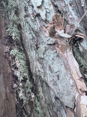 Bir ağaç kabuğunu yosun ile kapatın.