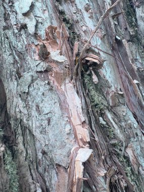 ağaç kabuğu dokusu arkaplanı