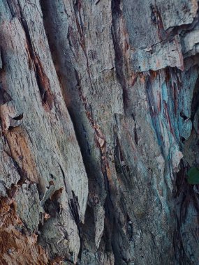 Ormanın güzel manzarası