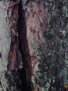 Bir ağaç gövdesinin dikey görüntüsü.