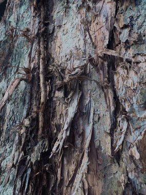 ağaç kabuğu dokusu, arkaplan