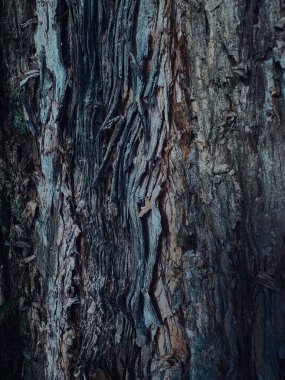 ağaç kabuğu dokusu, arkaplan