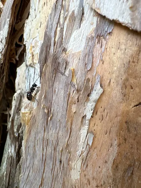 Ahşap desen arka plan, soyut ahşap tahtalar.