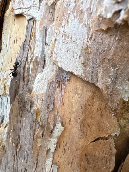 Bir ağaç kabuğuna yakın.