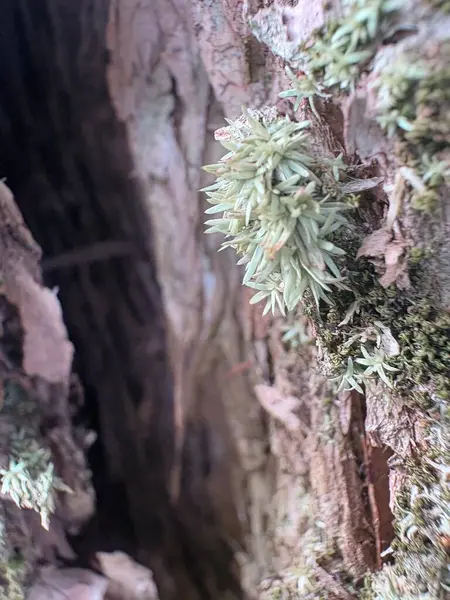 ormandaki bir ağaç üzerinde yeşil yosun