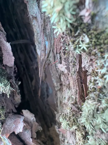 Yosun ve ağaç kabuğu.