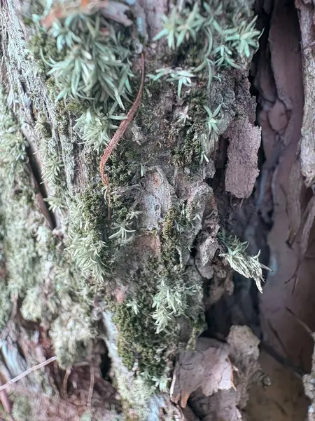 Bir ağaç kabuğunun yakın plan çekimi.
