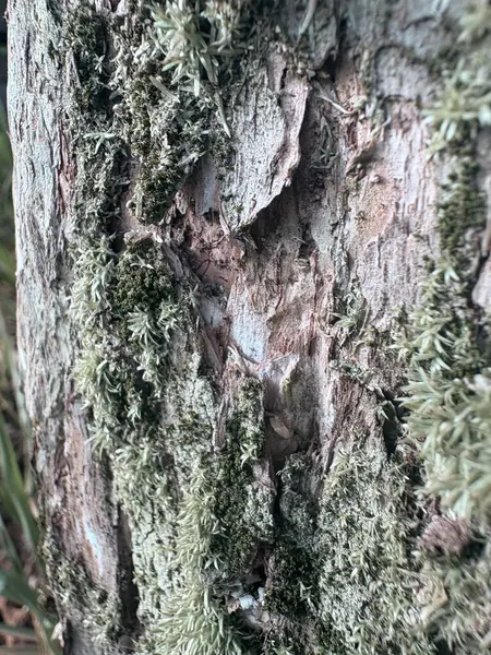 Ormandaki ağaçta yosun