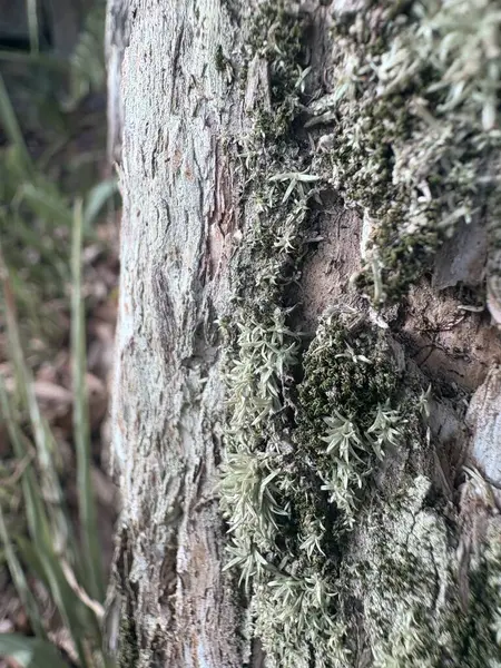 Bir ağaç kabuğuna yakın.