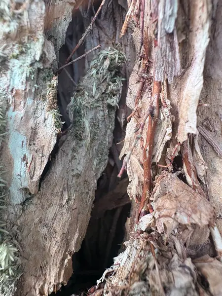 Eski ağaç kabuğu dokusu