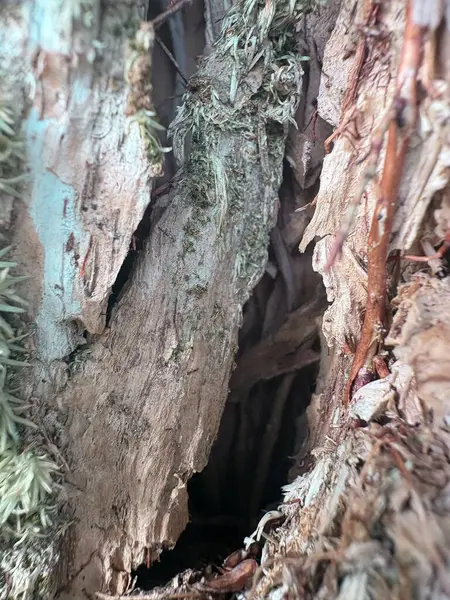 Bir ağaç gövdesini kapatın.