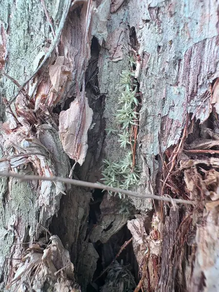 Bir ağaç gövdesinin yakın plan çekimi.
