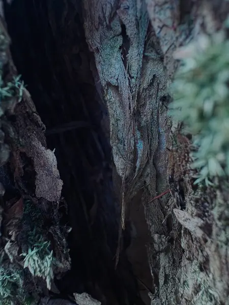 Ormanda yeşil yapraklar