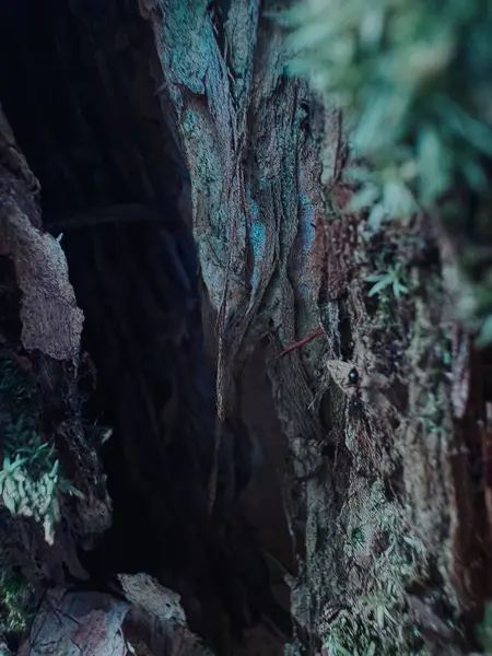 Güzel botanik fotoğrafı, doğal duvar kağıdı.