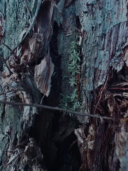 Yeşil yosunlu ağaç gövdesinin dikey görüntüsü.