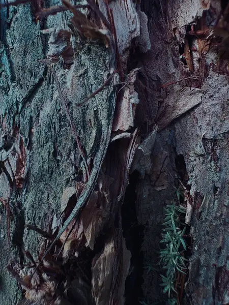 Eski ağaç kabuğu dokusu