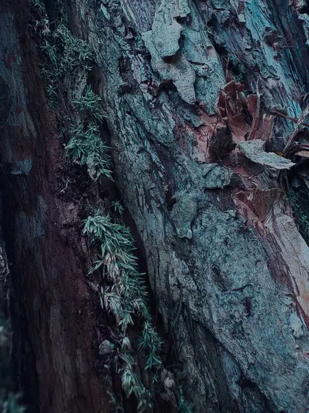 Bir ağaç kabuğuna yakın.