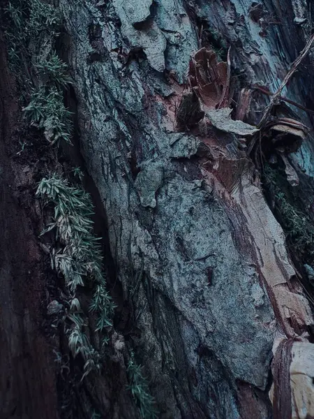 Bir ağaç gövdesini kapatın.