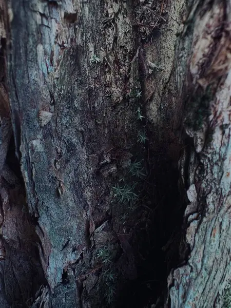 Bir ağaç gövdesinin yakın plan çekimi.
