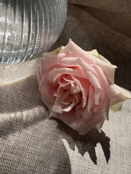 Beyaz arka planda pembe gül