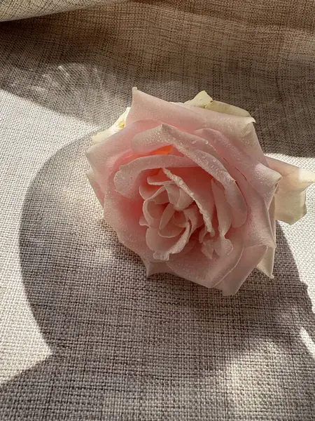 bir bardak pembe Gül