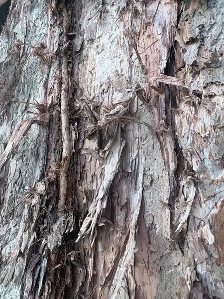 Ağaç kabuğu, doğa arka plan dokusu, kapat